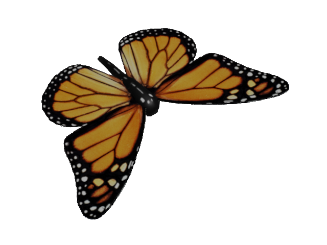 butterfly thumbnail